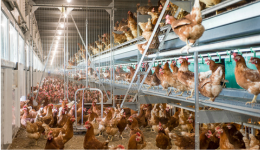 Vencomatic Group: animal-friendly and corrosion-resistant poultry systems